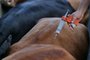  PORTO ALEGRE - BRASIL -  Começa a vacinação contra febre Aftosa no Rio Grande do Sul. (FOTO: LAURO ALVES)
