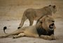 Caçador é devorado por leões em reserva na África do Sul 