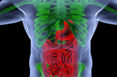the human body by X-rays. intestine highlighted in red.