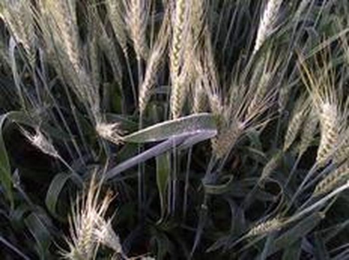 Aurio Zanatta / Arquivo pessoal