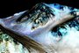 Marte tem "córregos" de água salgada, afirma Nasa