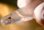 Vigilância Ambiental alerta para cuidados com água parada após o primeiro caso de dengue em Caxias