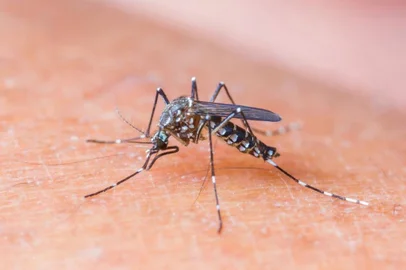 Aedes aegypti