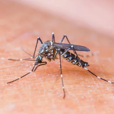 Aedes aegypti