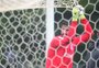 Criado no Inter, Alisson conversa e dá dicas aos goleiros da base do clube