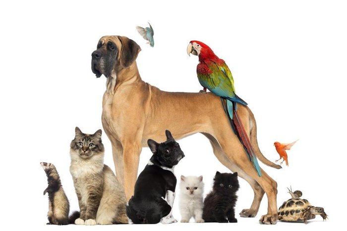 Saiba qual é o animal de estimação ideal para a sua família | GZH