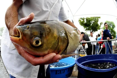  Feira do Peixe Vivo na Praça Dante Alighieri, em Caxias.