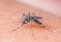 Dengue avança e país já registra 229 mil casos neste ano