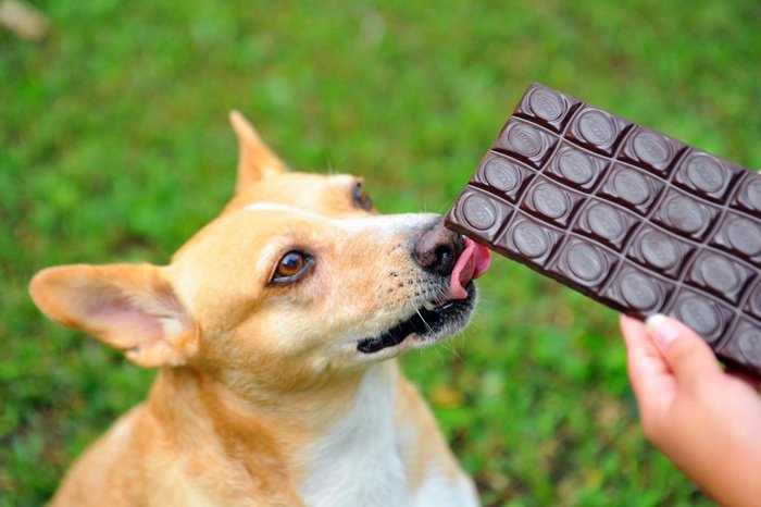 Cachorro, gato, cutia? Saiba que animais podem ser comidos no