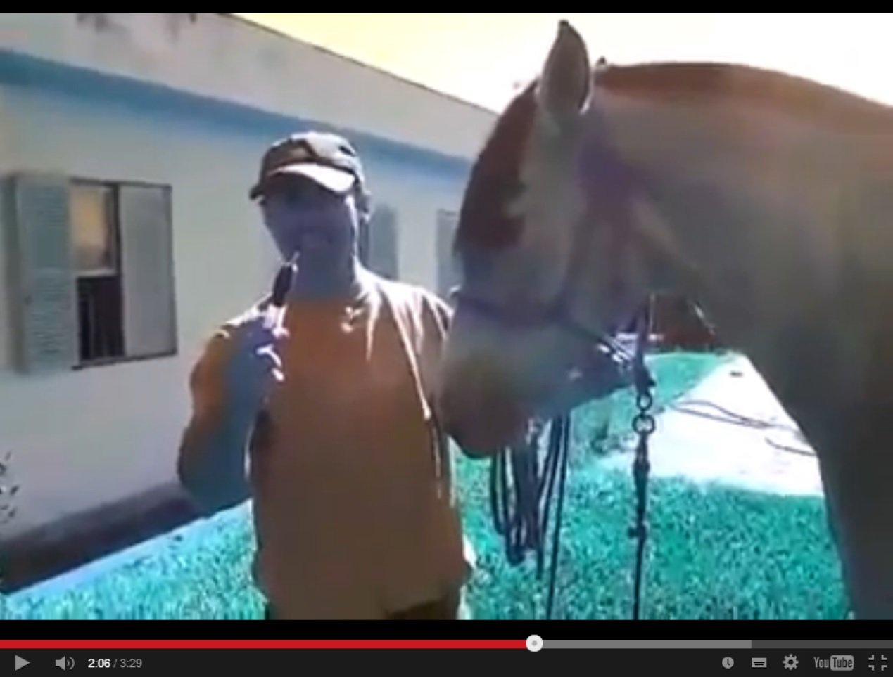 homem mata cavalo para comer