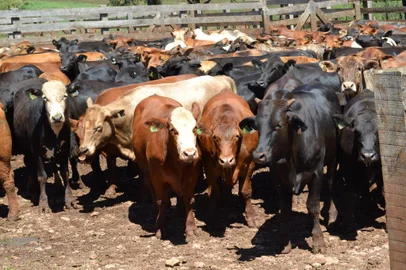 Lanagro faz teste de eficácia de vacinação para aftosa, em Sarandi