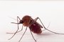 Fiocruz identifica zika vírus em mosquitos 'Culex quinquefasciatus' (a popular muriçoca ou pernilongo doméstico) 