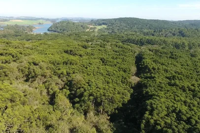 Floresta Nacional de o FundoFloresta Nacional e ao lado parte da Barragem do Capingüí