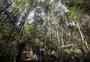 Governo federal concede à iniciativa privada mais uma reserva ambiental no RS; saiba os detalhes