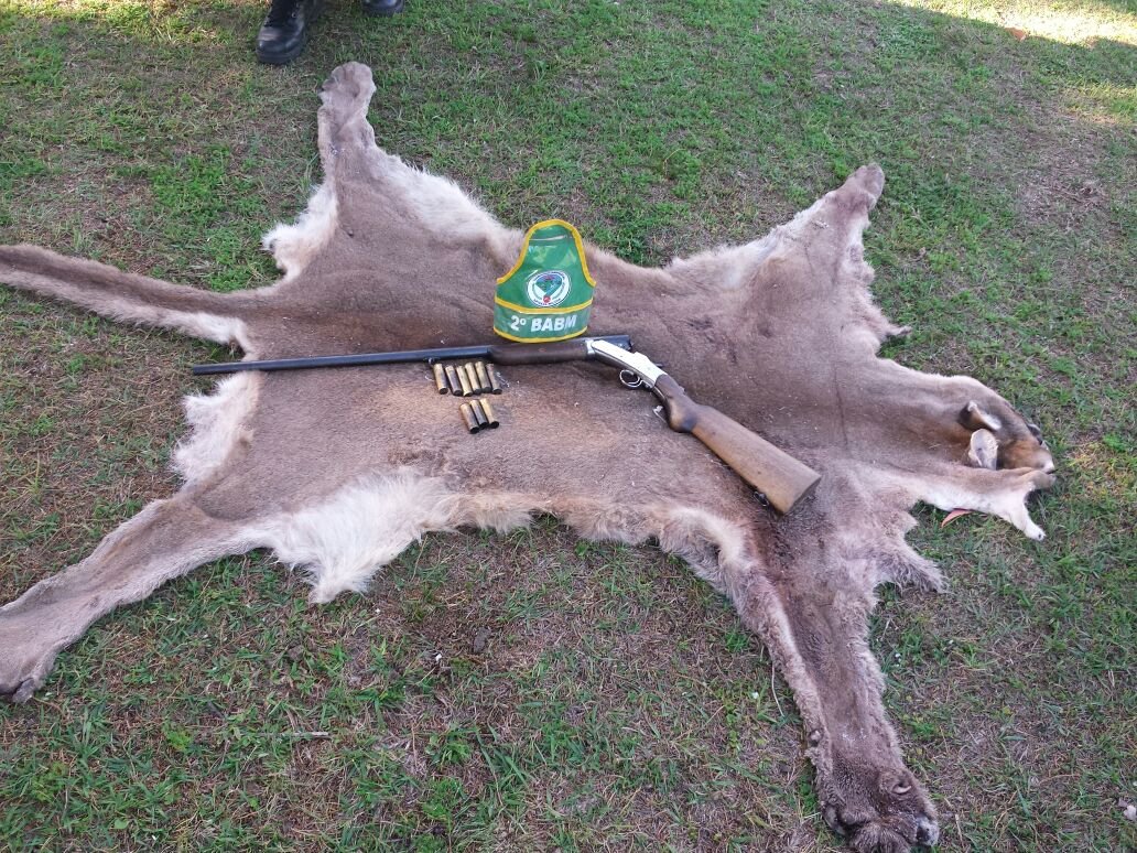 3°BABM tenta localizar onça-parda que esta matando cavalos na região de  Canela - Rádio Uirapuru