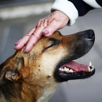  

PORTO ALEGRE, RS, BRASIL, 07-10-2016: o cão comunitário Alemão, um mestiço da raça pastor alemão, que vive nas ruas Demétrio Ribeiro e Coronel Fernando Machado no Centro Histórico de Porto Alegre. Foto para a seção Pelas Ruas de Zero Hora (FOTO FÉLIX ZUCCO/AGÊNCIA RBS, Editoria SuaVida).