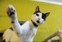 Lamber os pelos, tomar água da torneira: entenda o que significam as ações dos gatos