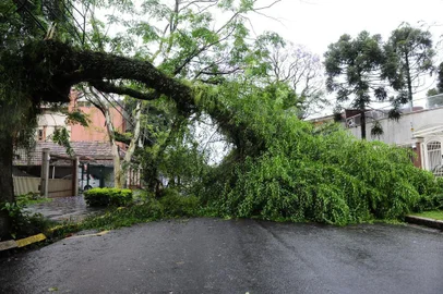  Temporal derrubou árvores em Porto Alegre