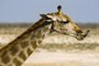 A descrição do fotógrafo: Para fotografar o detalhe de uma girafa-de-angola (Giraffa camelopardalis angolensis), como sua língua de 45 cm, é necessário usar uma teleobjetiva potente. Nessa foto, usei uma 500 mm, com velocidade muito alta 1/2500. Parque Nacional Etosha. © Haroldo Castro/Viajologia 