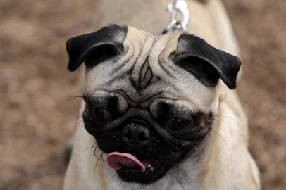  PORTOALEGRE-RS-BR-DATA:201507121º Encontro de Pugs, no Parcão, reuniu dezenas de cães e seus donos.FOTÓGRAFO:TADEUVILANI