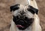 Cães correm mais para o dono ao ouvir barulho de choro, diz estudo