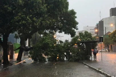 Temporal derrubou árvore na avenida Erico Verissimo, em Porto Alegre
