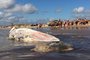 IMBÉ, RS, BRASIL - 18-01-2017 - Balneário presidente. Baleia na beira da praia no litoral norte (FOTO: MARCELO CARÔLLO/AGÊNCIA RBS)