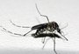 Secretaria Estadual da Saúde mantém alerta de cuidados para evitar a dengue no RS