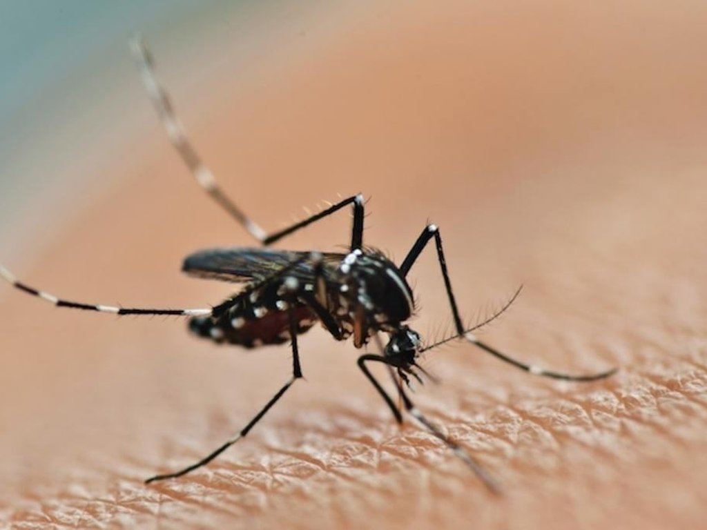 Após dois anos em queda, casos de dengue crescem 149% no Brasil | GZH