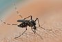 Após dois anos em queda, casos de dengue crescem 149% no Brasil