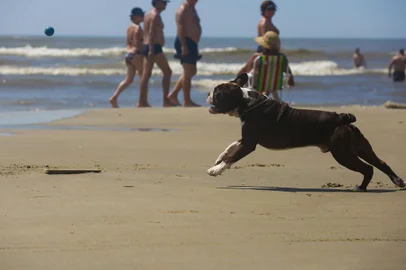  CAPÃO DA CANOA, RS, BRASIL - 04/02/2016 - A polêmica sobre banhistas que levam seus cachorros para a beira da praia. (FOTO: MARCELO CARÔLLO/AGÊNCIA RBS)