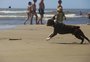 Beira da praia não é lugar de cachorro