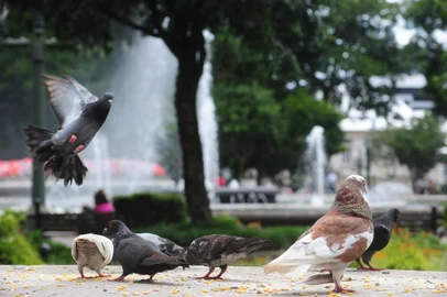  CAXIAS DO SUL,,RS BRASIL  (13/01/2015) Pombas na Praça Dante Alighieri. Prefeitura estuda remanejo de pombos na praça Dante. (Roni Rigon/pioneiro)