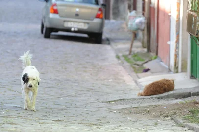  Castração de animais poderá ser obrigatória em Caxias. Projeto de lei que cria a política de proteção animal será enviado neste mês para a Câmara de Vereadores. (Felipe Nyland/Agência RBS)