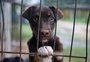 Grã-Bretanha proíbe venda de filhotes em pet shops