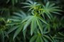  CABO POLONIO, ROCHA, URUGUAI, 16-01-2016: plantas de maconha na praia uruguaia de Cabo Polonio. Foto para matéria especial sobre o Turismo da Cannabis no litoral uruguaio (FOTO FÉLIX ZUCCO/AGÊNCIA RBS, Editoria SuaVida).Indexador: Felix Zucco