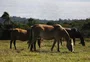 Cientistas brasileiros pesquisam soro produzido a partir do plasma de cavalos
