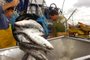  Safra da tainha está em baixa no mercado.Descarga de tainha na pesca industrial.Porto pesqueiro de Itajai.