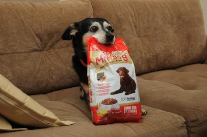 Pituco, cachorrinho de Paraí, ficou internacionalmente famoso por buscar a sua própria ração no pet shop. O vídeo em que mostra ele carregando o pacote já foi visualizado mais de 1,4 milhões de vezes no Facebook.