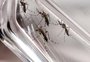 Sobem para oito os casos de dengue contraída em Porto Alegre em 2019