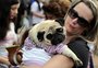 Os 10 nomes de cachorro mais populares entre os gaúchos 
