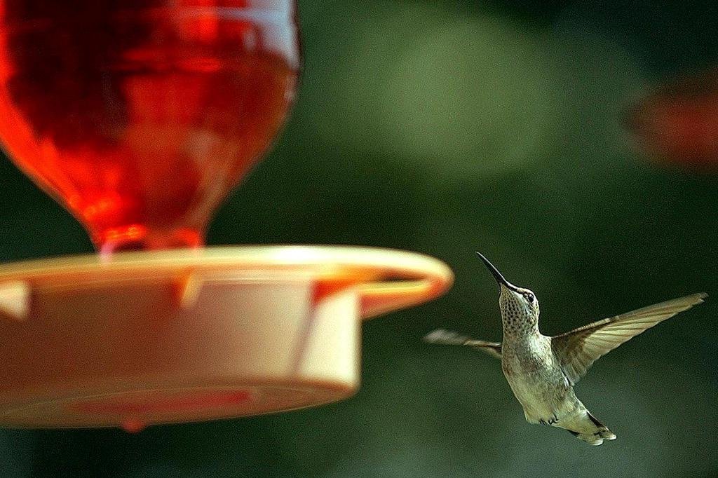 Enem é Possivel Usar Agua Ou Comida Para Atrair Aves