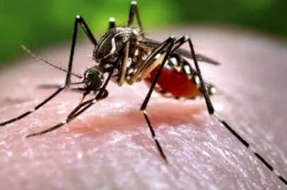 Mosquito do zika vírus