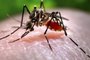 Mosquito do zika vírus