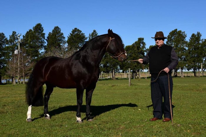 Cabanha La Madre: O Cavalo Crioulo - Investimento em ascensão