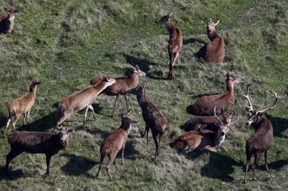 GRAVATAÍ, RS, BRASIL - A Fundação Municipal de Meio Ambiente de Gravataí notificou, na tarde desta quinta-feira (24), a administração do parque Pampas Safari para impedir o sacrifício de 300 cervos. O Ibama havia determinado o sacrifício em julho, em razão da disseminação de tuberculose entre os animais.De acordo com o diretor-presidente da Fundação, Jackson Müller, o procedimento está suspenso até segunda ordem e serão instaladas duas placas de aviso no parque com a determinação.