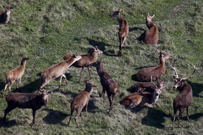  

GRAVATAÍ, RS, BRASIL - A Fundação Municipal de Meio Ambiente de Gravataí notificou, na tarde desta quinta-feira (24), a administração do parque Pampas Safari para impedir o sacrifício de 300 cervos. O Ibama havia determinado o sacrifício em julho, em razão da disseminação de tuberculose entre os animais.
De acordo com o diretor-presidente da Fundação, Jackson Müller, o procedimento está suspenso até segunda ordem e serão instaladas duas placas de aviso no parque com a determinação.