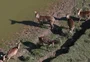 Plano de fechamento do Pampas Safari não deve ter andamento imediato