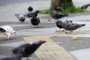  CAXIAS DO SUL, RS, BRASIL, 25/08/2017 - Pombos serão retirados da praça Dante. Um pombal será construído para abrigas as aves. (Marcelo Casagrande/Agência RBS)