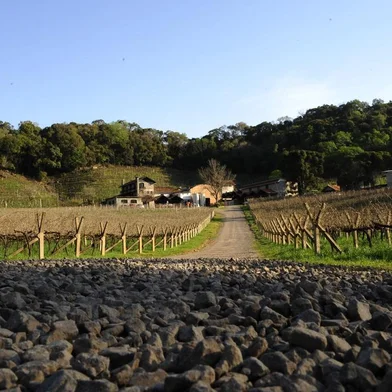  CAXIAS DO SUL, RS, BRASIL, 29/08/2017 - Empresariado investe em emprendimento próprio para tentar fomentar o turismo da Região. NA FOTO:  Cantina Tonet, onde o proprietário, Ivo Tonet, está investindo em melhorias para atrair turistas. Entre as benfeitorias estão banheiro para deficientes, e espaço para envelhecimento de vinhos e espumantes, aberto à visitação. (Marcelo Casagrande/Agência RBS)